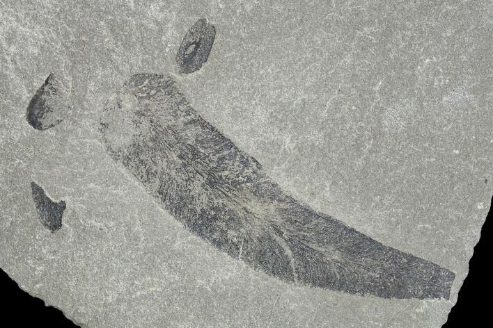 Pennsylvanian Fossil Fern (Macroneuropteris) Plate - Kentucky #143724
